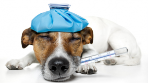 ¿Tiene fiebre tu perro? Estos son los síntomas