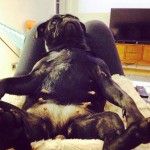 ¿Te parece gracioso? Seguro que tu perro no piensa lo mismo