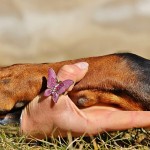 Aprende en 3 simples pasos a cortar las uñas a tu perro