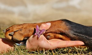 imagen 3 pasos para cortar las uñas a tu perro