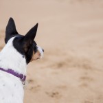 Lenguaje canino: ¿Por qué se le eriza el pelo?