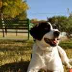 ¿Quieres tener un perro equilibrado? Aquí encontrarás todo lo que necesitas saber